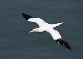 Gannet-(4)
