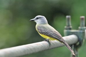 Tropical-Kingbird