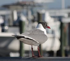 Laughing gull