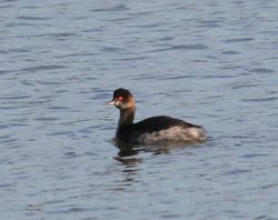 Grebe, Black-necked