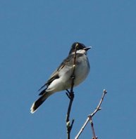 Eastern-kingbird-(2)