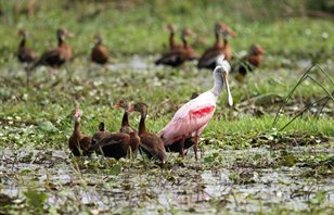 Roseate-Spoonbill-(4)