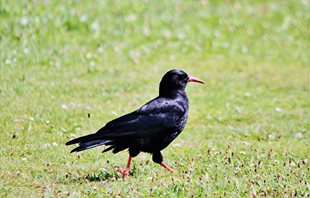 Chough