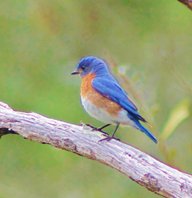 Eastern-bluebird-(4)