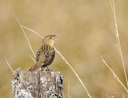 Grasshopper-Warbler
