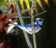 Blue-jay-(3)