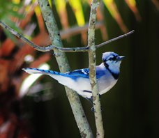 Blue-jay-(3)