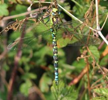 Emporor-dragonfly-(3)