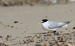 Little-Tern,-(8)