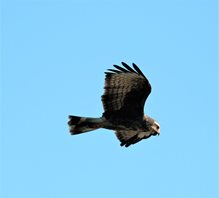 Snail kite