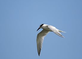 Sandwich-Tern(9)-(2)