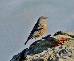 Alpine accentor