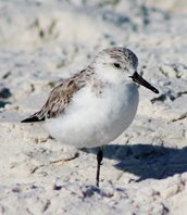 Sanderling