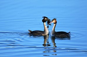 G C grebes