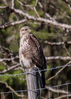 Buzzard