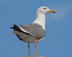 Yellow-legged-gull-(4)
