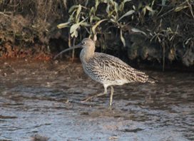 Curlew