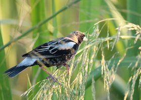 Bobolink-(31)