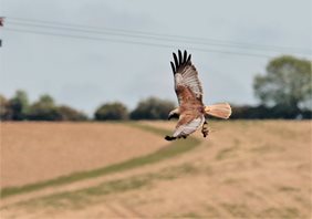Marsh-Harrier-(1)_1