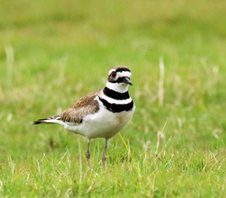 Killdeer-(3)