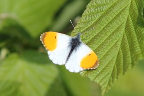 orange-tipped