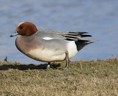 wigeon