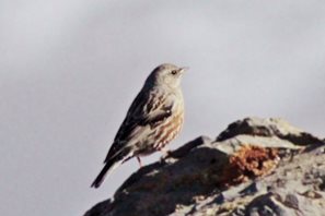Alpine-Accentor-(2)