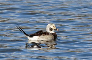 Long-tailed-Duck-(5)