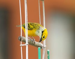 Silver-throated-Tanager