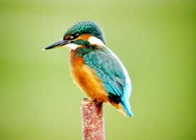 Kingfisher