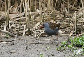 water rail