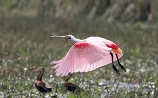 Roseate-Spoonbill-(3)