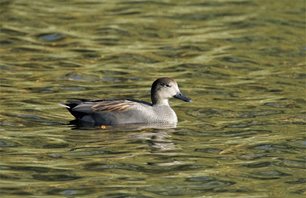 Gadwall