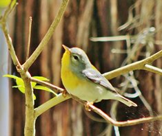 Northern-parula-(6)