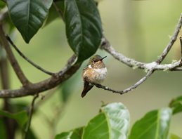 Volcano-Hummingbird-(2)