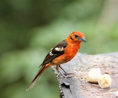 Flame-colored-Tanager-(2)