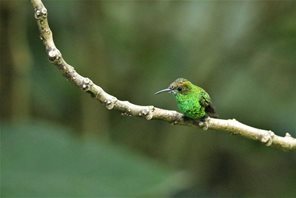 Coppery-headed-Emerald-(2)