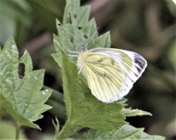 Green-veined-White