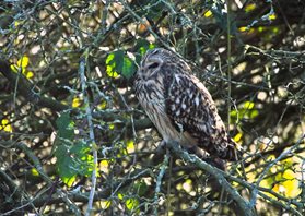 Short-eared-Owl