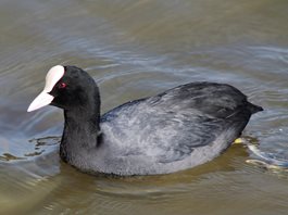 Coot