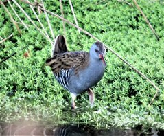 Water Rail