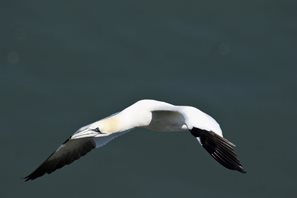 Gannet-(33)