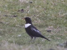 Ring-Ouzel-(6)