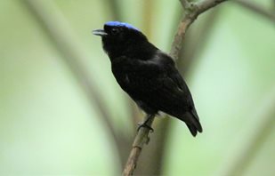 Blue-crowned-Manakin-(4)