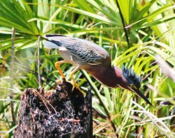 Green-heron