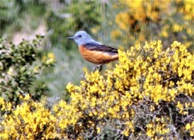 Rufous tailed Rock thrush
