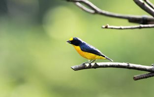 Spot-Crowned-Euphonia-(2)_1