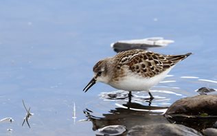 Little-Stint-(41)