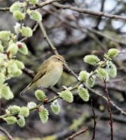 Chiffchaff,