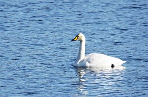 Whooper swan